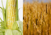 M�s�r ve bu�day tedarik hizmeti